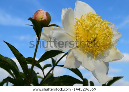 White peony flower on bright blue sky background