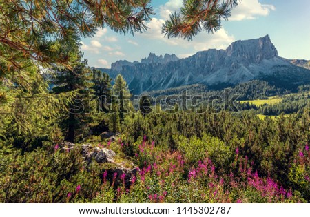 Beautiful summer landscape in Dolomites Alps. Beautiful countryside landscape with mountains, trees and flowers near Ra Gusela mount. Passo Giau - Dolomites, Italy, Europe. picture of wild area