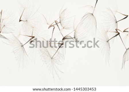 Seeds of a large dandelion salsify parachutes Tragopogon pseudomajor on a white with a shadow. Abstraction from natural materials. Background with dry plants. Royalty-Free Stock Photo #1445303453