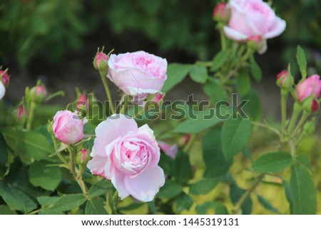 blooming large pink roses close-up in June in the Park