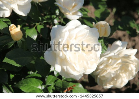blooming white roses close-up in June in the Park
