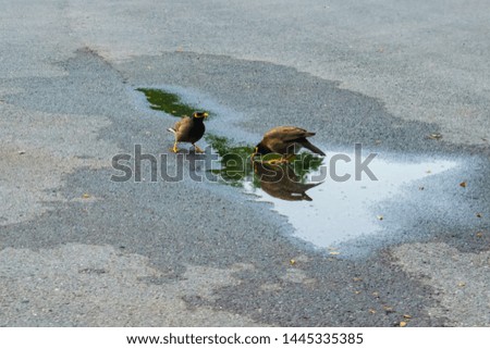 Acridotheres drinking water in puddle on road.