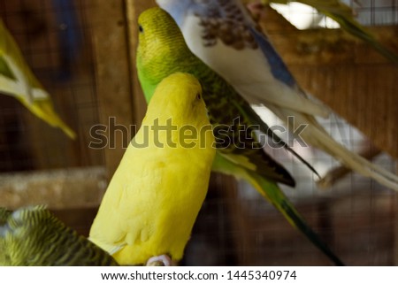 The Most Beautiful Parrots Pictures Green and White Parrots Stay and Play Together Like a Family