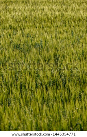 endless fields of crop ready for harvest in countryside. sunny summer evening