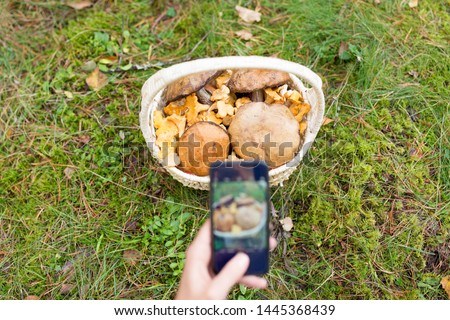 technology, nature and leisure concept - close up of woman with smartphone photographing or using app to identify mushrooms in forest