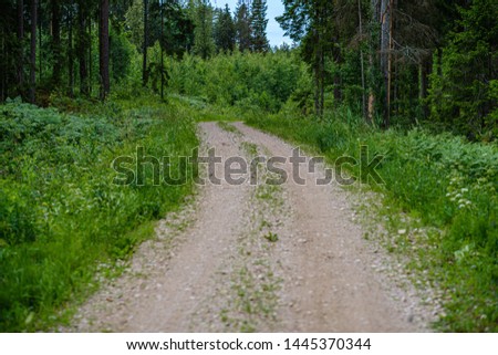 romantic gravel dirt road in countryside in summer green evening enclosed with meadow pastures and forest