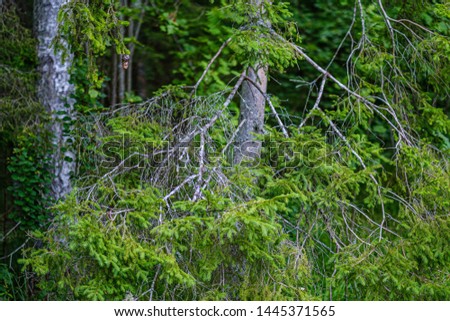summer forest lush with green folaige vegetation, tree branches and leaves in summer sun