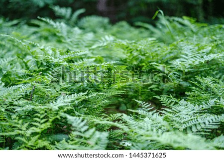 fresh green fern leaves on green background in forest. abstract texture