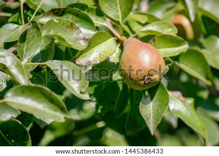 A group of ripe healthy yellow and green pears growing on a pear tree branch, in a genuine organic garden. Close-up.