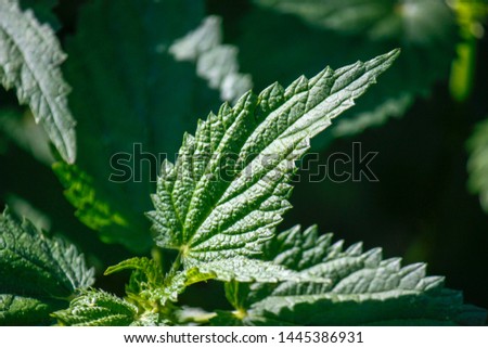 Green leaf of nettle. Young shoots. Close Texture. Summer. Close-up.