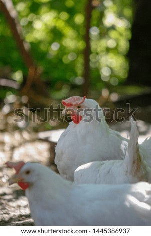 White chicken close-up in an outdoor garden. Red Scallop Chicken