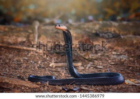 Cobra snake in the garden , venom,viper, phyton, naja Royalty-Free Stock Photo #1445386979