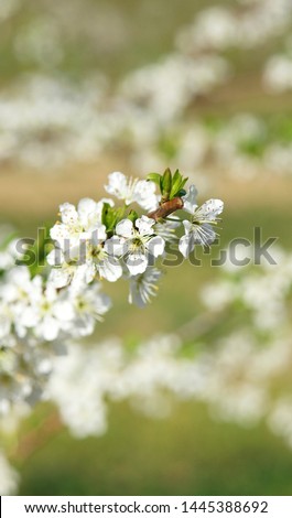 bee pollinating almond blossom in the Delta del Llobregat, Bajo Llobregat in Barcelona, Catalunya, Spain, Europe