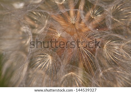 Abstract dandelion flower background, extreme closeup. Big dandelion on natural background