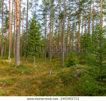 Panorama of coniferous autumn forest with yellow leaves on small trees. 