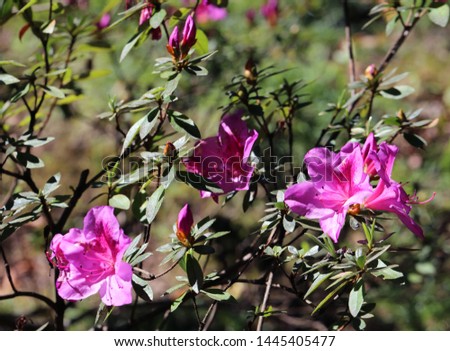Beautiful plants with small pink flowers photographed in Madeira, Portugal. In this macro photo you can see multiple pretty bright pink flowers, leaves and branches and soft bokeh background.