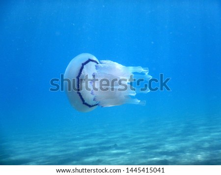 great barrel jellyfish or dustbin-lid jellyfish or frilly-mouthed rhizostoma pulmo true jellyfish class scyphozoa swims quietly flying over the low sandy bottom Royalty-Free Stock Photo #1445415041