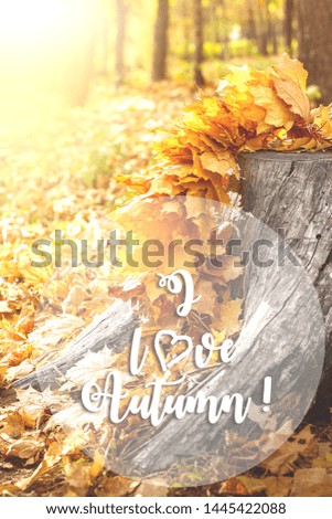 Maple Leaves on tree cut. Autumn background concept.