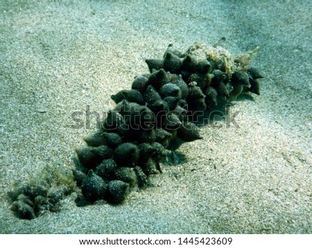 eggs of european common cuttlefish sepia officinalis laid on the sandy bottom clinging to something firm so as not to drag them off waves of  the sea Royalty-Free Stock Photo #1445423609