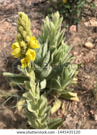 a Verbascum thapsus plant with yellow flowers 4772