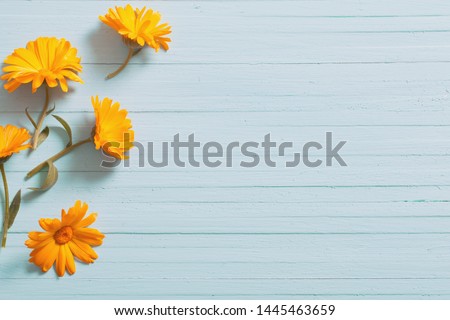 calendula flowers on blue wooden background