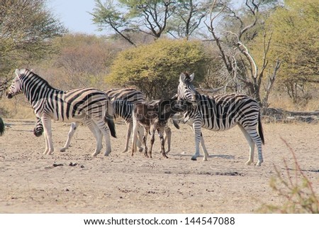 Black Zebra Foal - Very un-common sight from Wild Africa - A special moment as a super rare black zebra baby (foal) is being laughed at by other members of its herd.  Photographed in Namibia, Africa.