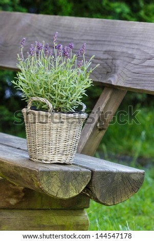 Basket of lavender on wooden bench in summer garden