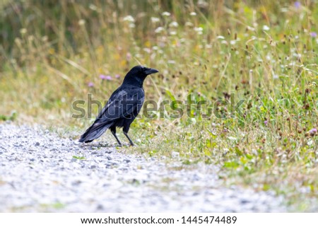 blackbird on the hunt for insects and grass hoppers on a green meadow