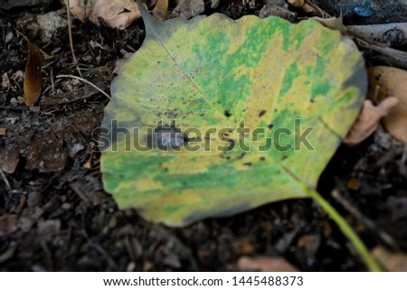 A closeup of a single decaying yellow and green leaf while other leves next to it have turned orange. This pictures shows how the leaves die in autumn