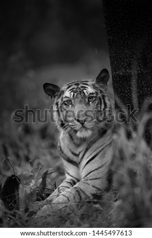  male tiger Picture taken in bandhavgarh tiger reserve , india                        