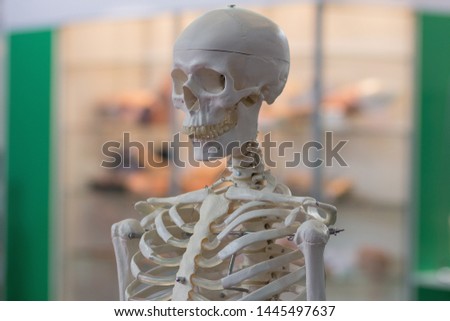 Model of the human skeleton as a medical tool