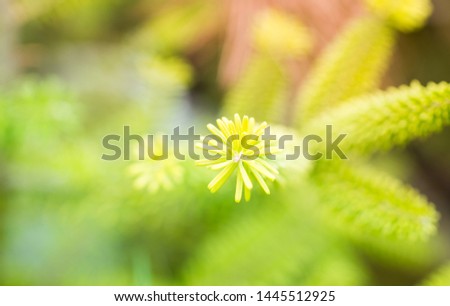 Green background of fir branches. Branch of coniferous tree with green needles. View with space for your text.