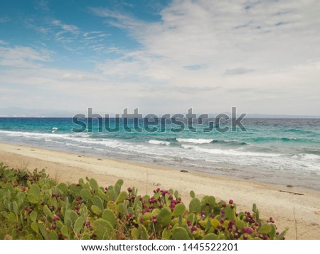 Stranded Halkidiki beach with cactuses