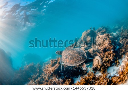 Underwater image of a green sea turtle swimming around beautiful coral reef in the wild. Sun beams shining through the surface