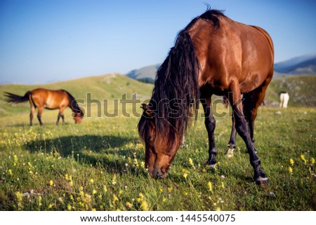 Image of beautiful horses on meadow