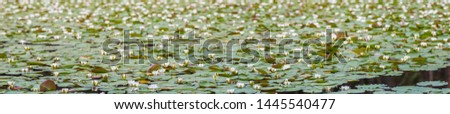 Summer landscape with white water lily on lake, nature background, selective focus. High resolution
