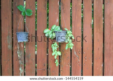 A tree planted beside the wood walls.