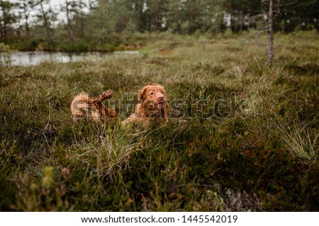 Retriever Toller Cute Puppy Boy enjoying life in the bog