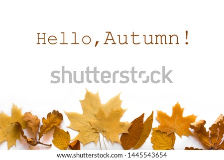 Yellow autumnal leaves flat lay. Various yellow leaves isolated on white background, creative seasonal layout, autumn concept.