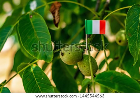 Italian cocktail stick flag on walnuts between the lush foliage of the tree in the summer