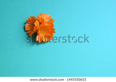 Сalendula flowers on blue background