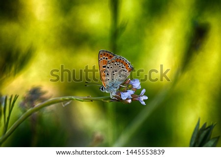 Closeup   beautiful butterfly sitting on flower.

