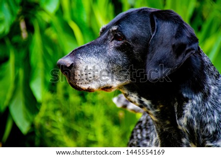 Pointer dog mouth looking left on the picture with green leaves background.
