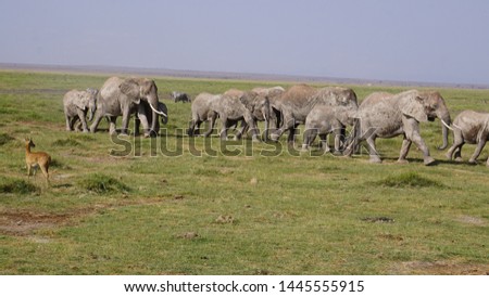 
Elephants in the Amboseli National Park in Kenya