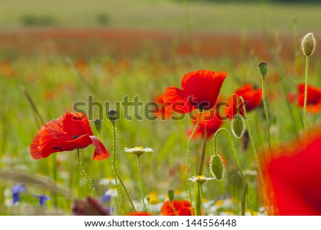 poppy flowers on a meadow at summertime