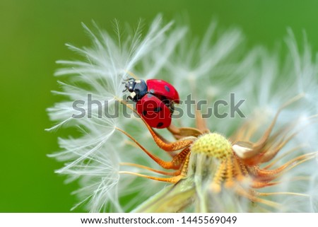 Beautiful Ladybug on dandelion defocused background Royalty-Free Stock Photo #1445569049