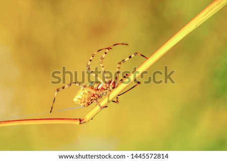 Beautiful spider on a spider web- Stock Image     