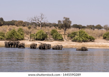 Elephants at the chobe river front in Botswana in Africa playing and drinking
