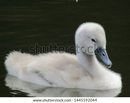 A cute baby swan swimming on the lake. Photographed in Coombe Abbey, Coventry, United Kingdom.
