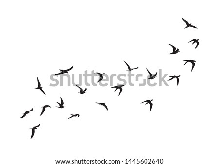 Flock of Birds, Black and White Vector Design
